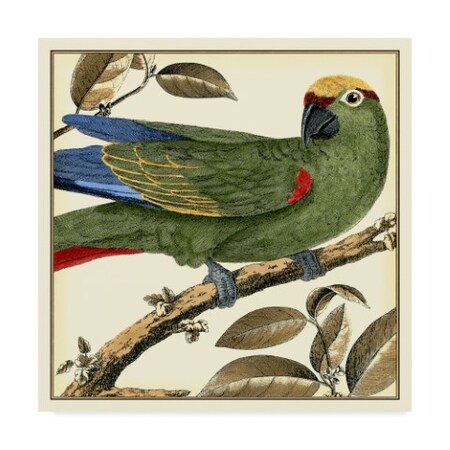 Martinet 'Tropical Parrot I' Canvas Art,24x24